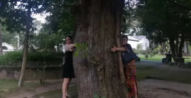白沙百年古树被扣押后转赠:时任林业局长被处理,赔偿已受理