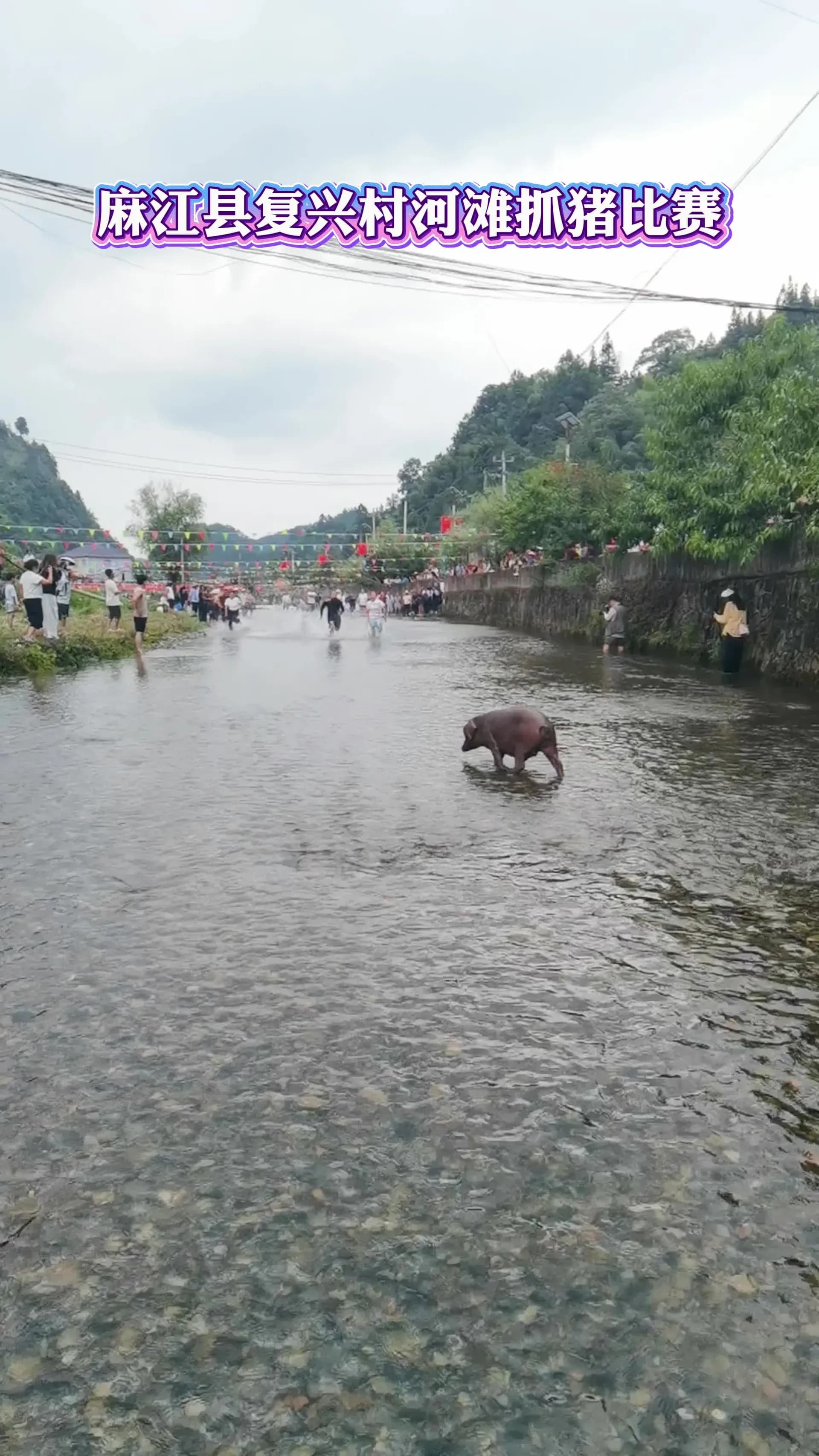 冲上热点:贵州抓猪大赛画面为什么好笑