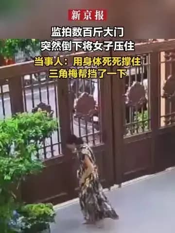 大门倒塌女子死撑护人核查:三角梅挡了一下是真的吗