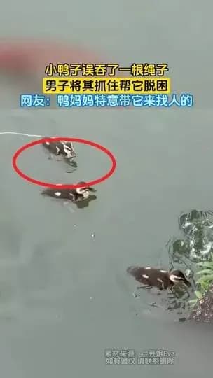 西湖小野鸭误吞绳子始末:游客怎么发现怎么上手