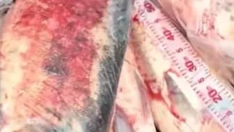 千斤鱼获全送人回应:钓友这几句话,绕开了什么