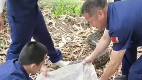 百斤巨蟒偷鸭子放归深山:该不该放,两派吵上了