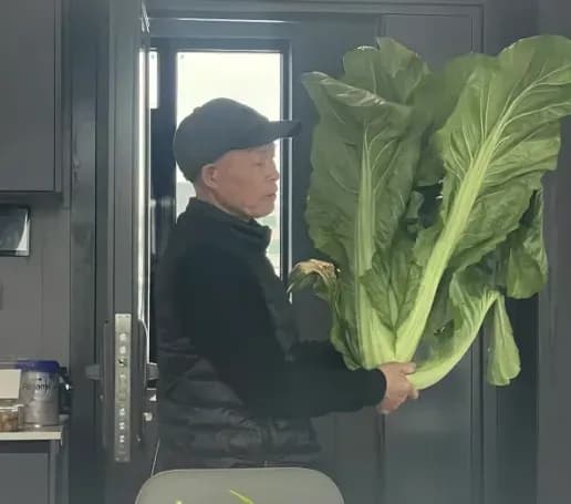 老辈子种菜没轻没重始末:青菜比人长、丝瓜比人高