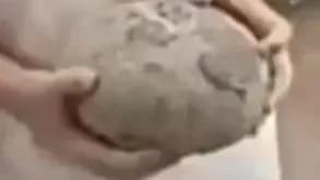 花坛里捡到恐龙蛋化石是真的吗:河源男孩这事逐条求证