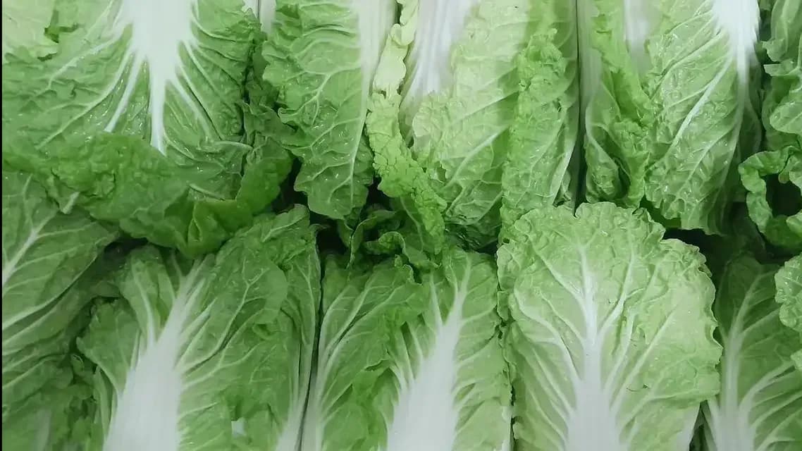 日本白菜卖到1000日元起底:叶菜涨价,贵在哪一环