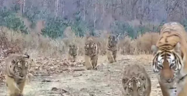 野生东北虎六虎同框首次被拍到,镜头来自珲春