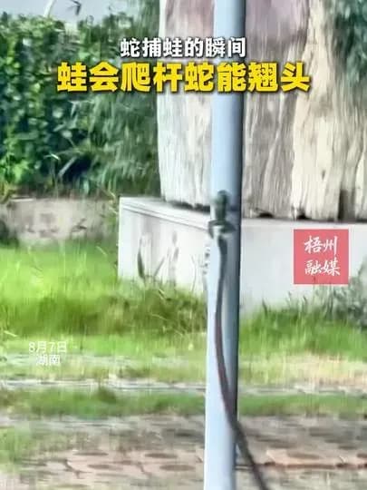 蛇捕蛙冲上头条热榜四问:蛙会爬杆、蛇能翘头,谁更占先手