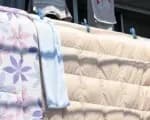 床垫缝里盘着黑眉锦蛇:有毒吗、为啥进家、怎么办三件事