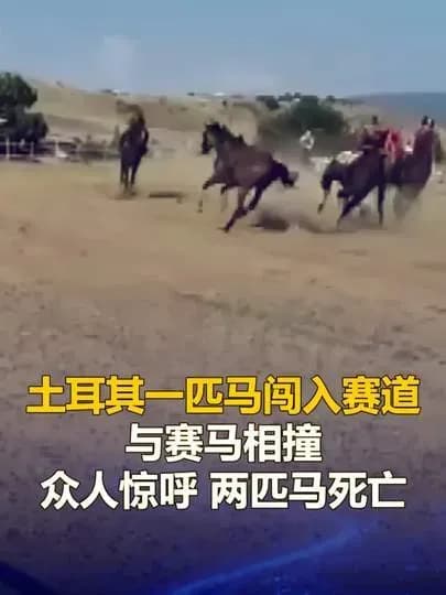 土耳其赛马场两马相撞是真的吗:惨烈画面外,还有多少没坐实