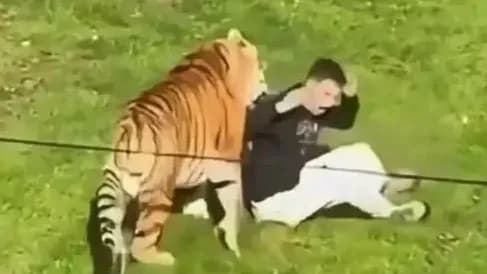 约克郡老虎区遇袭男子是前童星吗:身份与心理问题求证